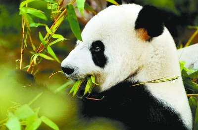 香港海洋公园大熊猫馆开放